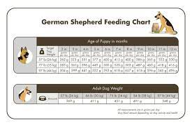 German shepherd puppy feeding guide: Feeding A German Shepherd Puppy Off 76 Www Usushimd Com