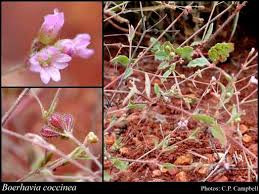 Image result for Boerhavia coccinea