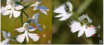 Image result for Habenaria cirrhata