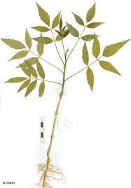 Image result for Brucea