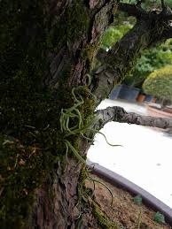 Image result for Lepisorus