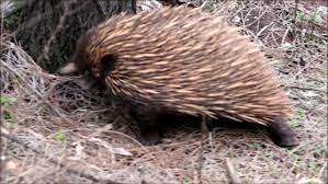 In The Bush With The Man From Oz Ep 4 Echidna Spiny Anteater Spiny Anteater Echidna Anteater