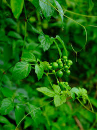 Image result for Cayratia gracilis