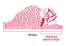 The average length is 28 days, and that is the number that most menstrual cycles are calculated with. Menstruation Wikipedia