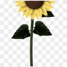 Maybe you would like to learn more about one of these? Free Sunflower Png Transparent Images Page 2 Pikpng