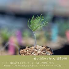 Image result for Eriospermum porphyrium
