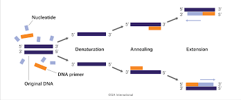 This pcr introduction will demonstrate that pcr is a fundamental technique used to amplify fragments of dna, frequently using the taq polymerase to. A Brief History Of Pcr And Its Derivatives Labtag Blog
