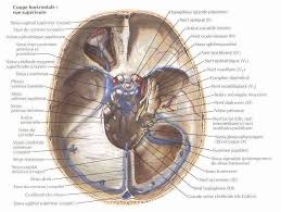 Innervation Du Crane Base Du Crane Vue Endocranienne Superieure Coupe Horizontale Head And Neck Anatomy Medical Anatomy Plexus Products