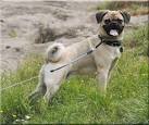 Retro Pug - The Healthier Version Of A Popular Breed!