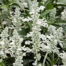Image result for Salvia farinacea