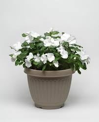 Image result for Catharanthus roseus