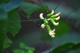 Image result for Dumasia