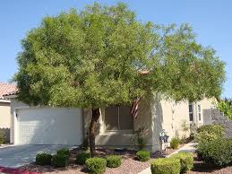 Image result for Salacia rhodesiaca