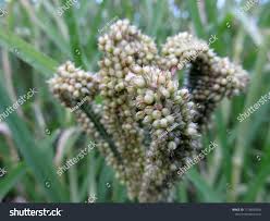 Image result for Eleusine coracana