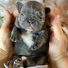 Exceptional French Bulldog Puppies Home Facebook