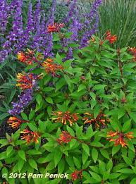 Check spelling or type a new query. Plant This Dwarf Firebush Ignites The Fall Garden Digging