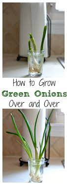 How To Grow Green Onions Over And Over Green Onions Growing Growing Onions Regrow Green Onions