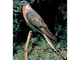 Passenger Pigeon Description History Extinction Facts Britannica