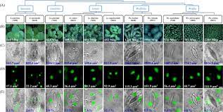 Animal cell that has no nucleus when fully developed. Variation In Genome Size Cell And Nucleus Volume Chromosome Number And Rdna Loci Among Duckweeds Scientific Reports