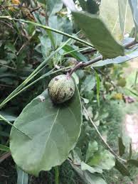 Image result for Psilotrichum sericeum