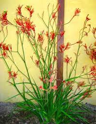 Pruning And Maintaining Kangaroo Paws Anigozanthos Kangaroo Paw Australian Native Plants Drought Tolerant Landscape Backyard