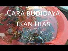 More images for soal prakarya budidaya ikan hias kelas 9 » Budidaya Ikan Hias Prakarya Kelas 9 Infoakuakultur Com