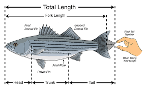 2021 commercial fishing and closure regulations. Nc Deq Recreational Size And Bag Limits