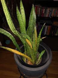 How do you care for a snake plant? My Snake Plant Is Dying How Can I Revive It Plants