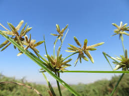 Image result for Pycreus flavidus