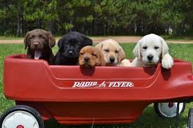 Buy, sell or adopt local pets in wi wisconsin. Lab Puppies For Sale In Wisconsin Under 300 The Y Guide