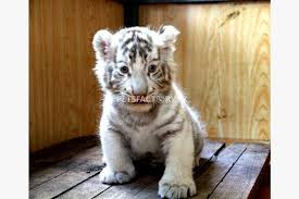 Meaning, anyone is capable of owning a large influential carnivore whether they are properly equipped to care for them or not. Home Tamed White Tiger Cubs For Sale In Karachi Pets Factory