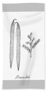 Hand Drawn Of Fresh Drumstick Or Moringa Fruit Hand Towel For Sale By Iam Nee New users enjoy 60% off. hand drawn of fresh drumstick or moringa fruit hand towel