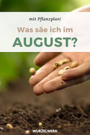 Aussaat Pflanzen Im August Beispiel Pflanzplan Wurzelwerk In 2020 Pflanzplan Pflanzen Garten Design