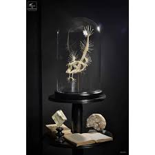 We did not find results for: Angler Fish Skeleton Under Glass