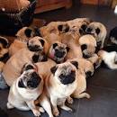 The Correct Name For A Group Of Pugs Is ... - BuzzFeed