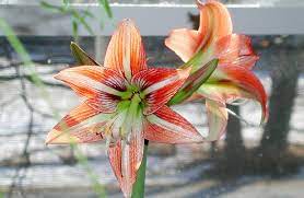 Jim Hole S The Perfect Plant Amaryllis Edmonton Journal