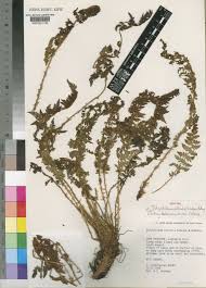 Image result for Polystichum sinense