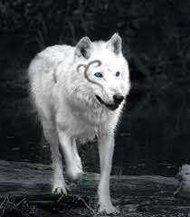 White Wolves With Bright Blue Eyes Google Search Wolf With Blue Eyes White Wolf Cute Animals