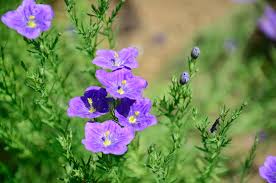 Image result for Nierembergia hippomanica