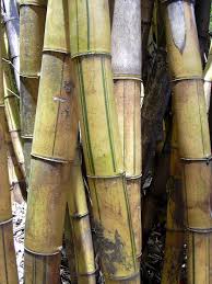Image result for Bambusa vulgaris