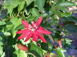 Maybe you would like to learn more about one of these? Passion Flowers For Sale Picture Of Crimson Passion Flower Grape Leaved Passion Fruit Passion Passion Flower Passion Vine Flowers For Sale