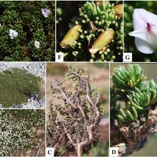 Image result for Priva curtisiae