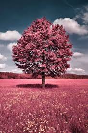 Candypink Scenery Landscape Photography Lovely Looking Coloured Tree Please Check Out My Website Thanks Www Photopix Pink Nature Pink Grass Spring Wallpaper
