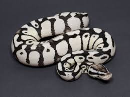 Axanthic Black And White Ball Python Firefly Sk Axanthic Ball Python By Jd Constriction Known For Their Quality Snakes Morphmarket Usa Ball Python Python Cute Baby Animals