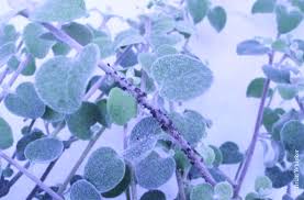 It is easier to kill with too much water than with too little, but regular water is still necessary. Aphids Will Feed On The Licorice Plant Black Aphids Can Be Observed On Download Scientific Diagram