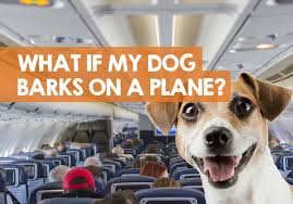 What If My Dog Barks On A Plane How To Stop Barking