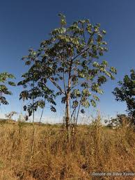 Image result for Buchnera longespicata