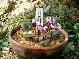 Image result for Cyclamen parviflorum