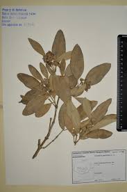 Image result for Avicenniaceae