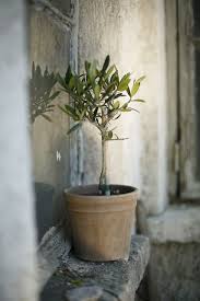 Mrs Jones Rouva Jonesin Oliivipuu Olive Tree Beautiful Outdoor Spaces Planting Flowers